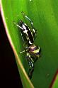 Cosmophasis_micans_F0799_Z_78_Maurilyan harbour_Australie